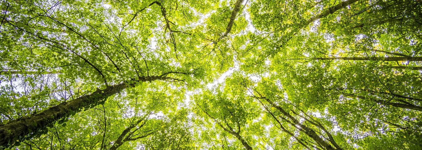 Gemeinsam nachhaltig handeln Wie ESG-Beratung das Firmenkundengeschäft neu definiert