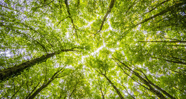 Gemeinsam nachhaltig handeln Was Unternehmen wissen müssen