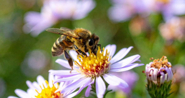 Unsere Bienen als Beitrag f&uuml;r eine bessere Diversit&auml;t. 