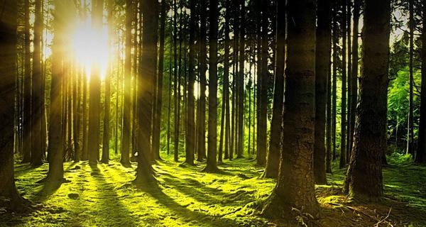 Die Deutsche Leasing als Transformationsbegleiter