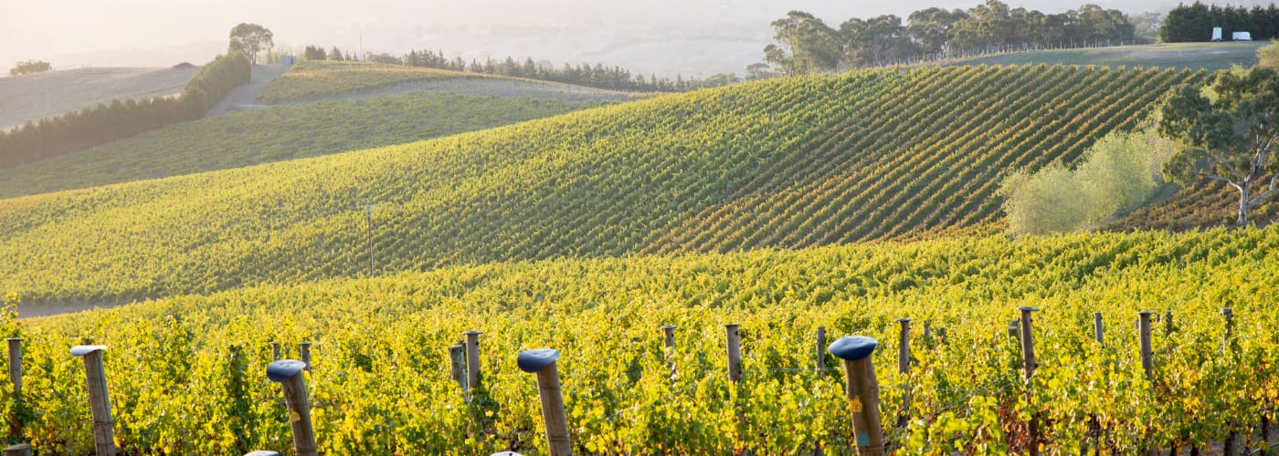 Weingut Balthasar Ress Praxisbeispiel